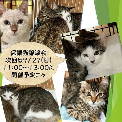保護猫譲渡会開催のお知らせ