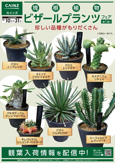 塊根植物フェア10/10号