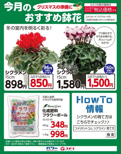 〈クリスマスの準備に〉今月のおすすめ鉢花