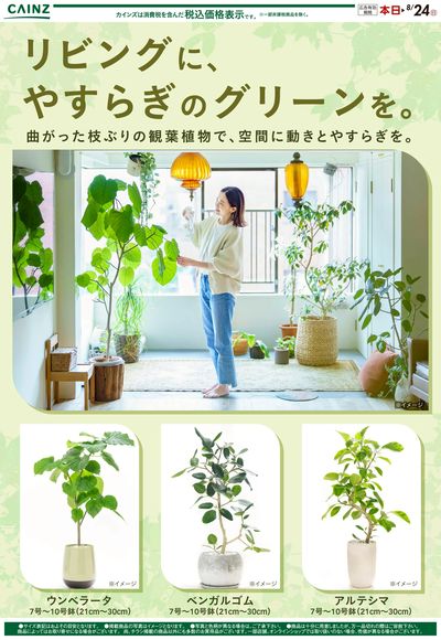観葉植物