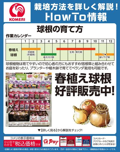 栽培方法詳しく解説!HowTo情報 球根の育て方