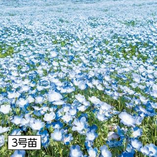 ネモフィラ 3号苗