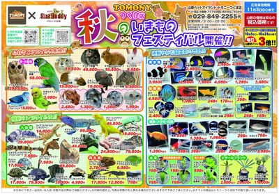 ハロウィンフェスタ(トモニー)