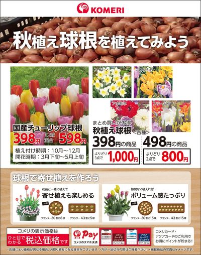 秋植え球根を植えてみよう
