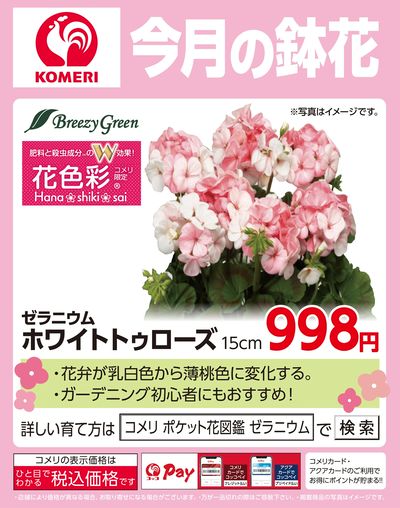 今月の鉢花 ~ゼラニウム~