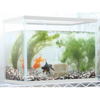 はじめての金魚 メダカセット S  ホワイト