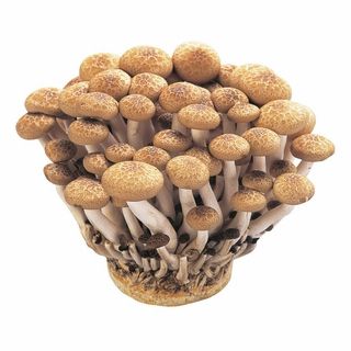 福岡産 ブナシメジ 1袋・約100g入