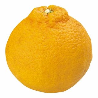 熊本産又は愛媛産 しらぬい柑 1パック