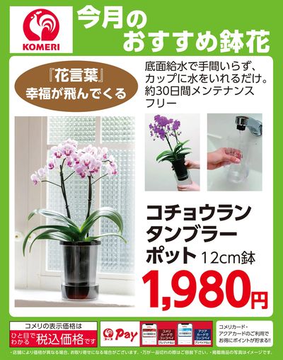 今月のおすすめ鉢花