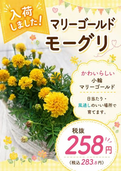 ムサシ須坂店おススメ情報!