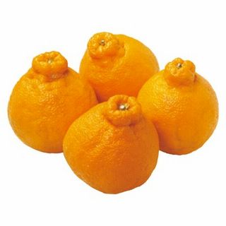 デコポン(Mサイズ)