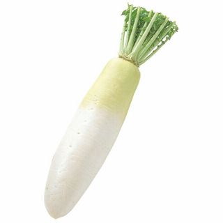 <神奈川県産他国内産>大根
