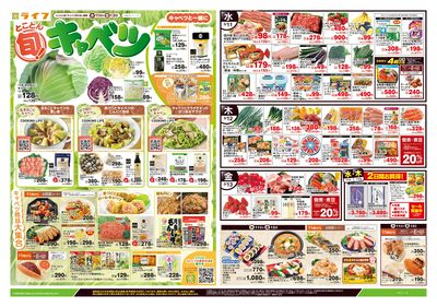 3/11号 とことん旬!キャベツ