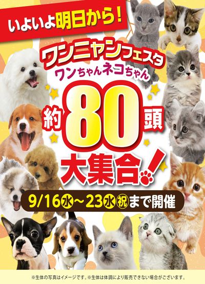 ホームセンタームサシ仙台泉店 約80頭大集合 ワンニャンフェスタ開催
