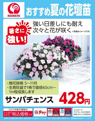 おすすめ夏の花壇苗~サンパチェンス~